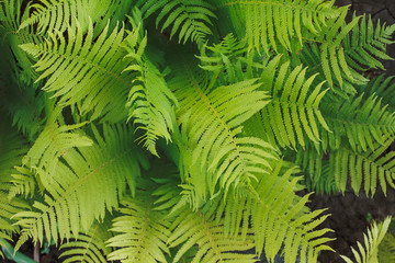 fern background