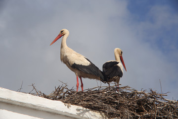 Storch - Storche - Nest - Portugal - Algarve - Paar - Pärchen - Wolken - blauer Himmel