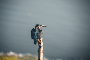 Common kingfisher resting on a branch