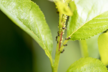 Ameisen an einer Pflanze mit Blattläusen