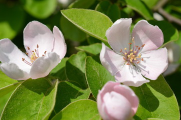 Pigwa pospolita , Cydonia oblonga - kwiaty © Ewa