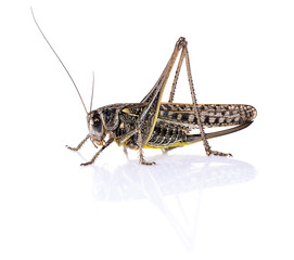 Grasshopper locust insect on white background