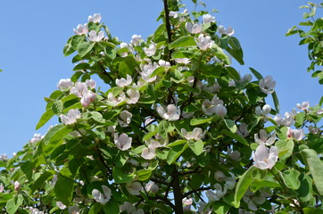 Pigwa pospolita (Cydonia oblonga) - kwitnące drzewo - obrazy, fototapety, plakaty