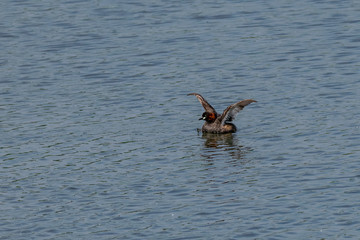 Little Grebe (Tachybaptus ruficollis) with out stretched wings in summer breeding plumage