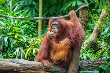 Mother Orangutan and baby her on hands eating fruits