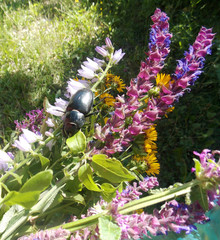 жук на цветах