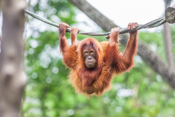 Young Orangutan with funny pose swinging on a rope © TravelMedia