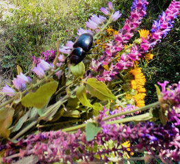 жук на цветах