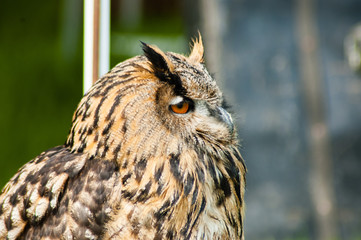 Long Eared Owl