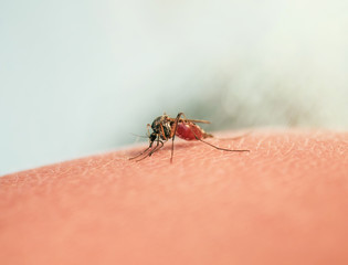 hazardous insect little mosquito had bitten and punctured human skin and drink blood