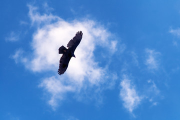 Flying Bird in White Clouds Blue Sky.
