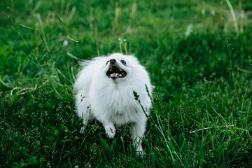 Barking Pomeranian dog