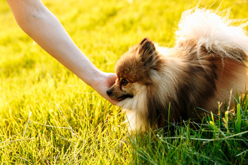 cute fluffy Pomeranian dog sitting in a spring park on a sunny day