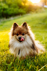 cute fluffy Pomeranian dog sitting in a spring park on a sunny day