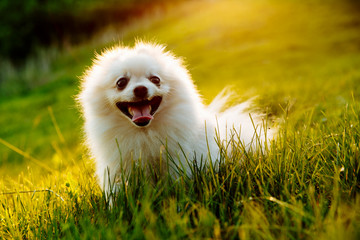 cute white fluffy Pomeranian dog sitting in a spring park surrounded by yellow flowers on a sunny day