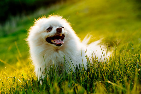 cute white fluffy Pomeranian dog sitting in a spring park surrounded by yellow flowers on a sunny day