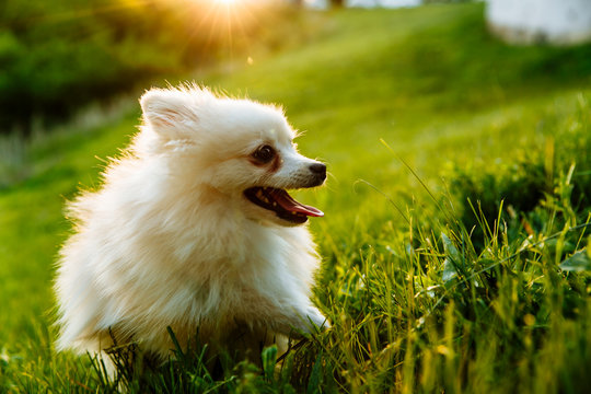 cute white fluffy Pomeranian dog sitting in a spring park surrounded by yellow flowers on a sunny day