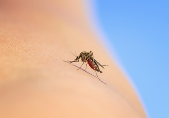 small and dangerous insect repellent mosquito punctured human skin and drinking blood