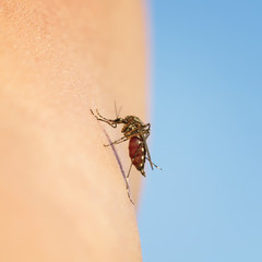 small and dangerous insect repellent mosquito punctured human skin and drinking blood