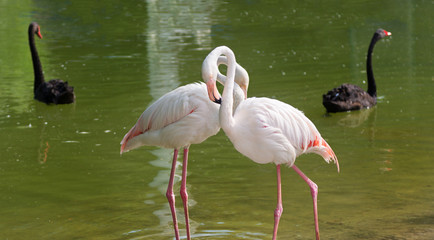 Couple of flamingo with couple of black swan on background
