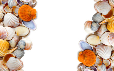 Natural background of seashells
