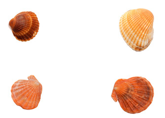 Four seashells isolated on white background