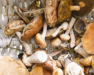 different mushrooms in a basket with leaves in autumn