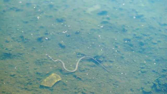Snake underwater. Snake hunting frogs in the pond