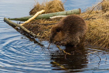 A young beaver eating twigs at the edge of beaver pond