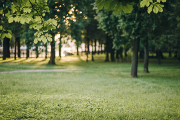 Beautiful nature at morning in the misty spring forest with sun rays