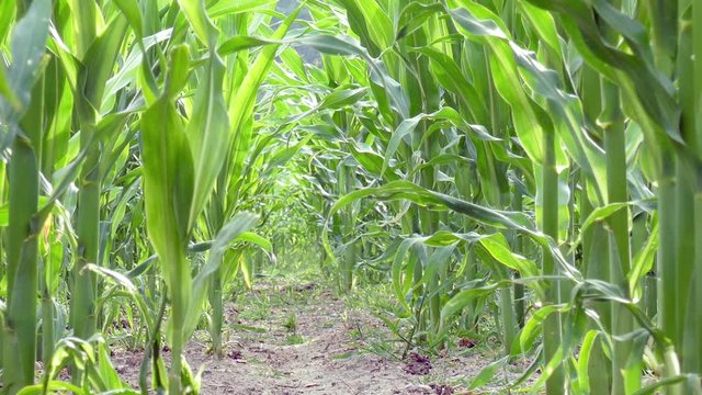 tracking shot  through maize field
