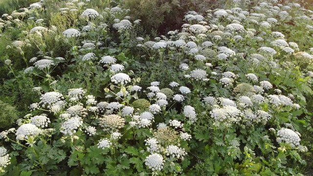 Heracleum is dangerous poisonous plant that causes burns on the human skin. Aerial view