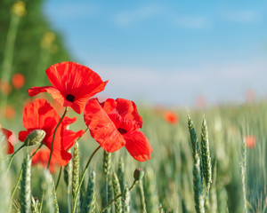 Poppy flowers field. Rural landscape with red wildflowers