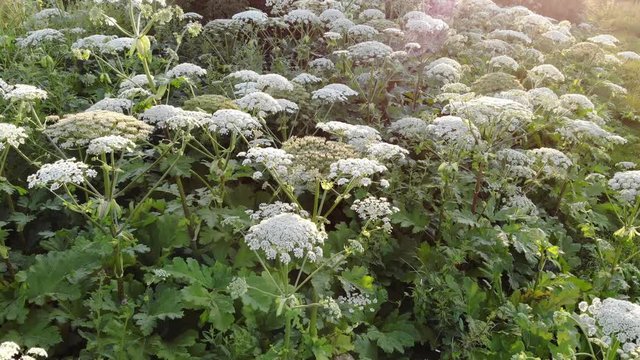 Heracleum, poisonous plant. The sap of it causes phytophotodermatitis in humans, resulting in blisters and long-lasting scars. Aerial view