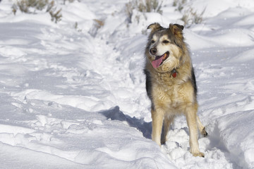 Large Dog in Snow