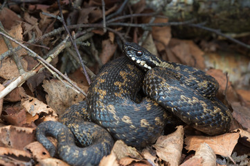 Common European Viper (Vipera berus)/Common European Viper in leaf litter