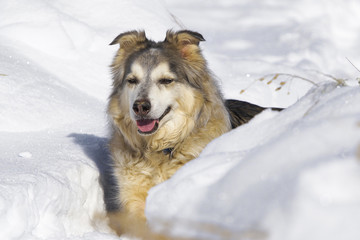 Large Dog in Snow