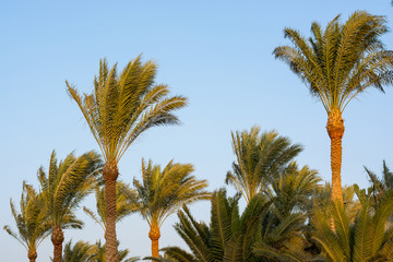 Palm trees in front of a sky