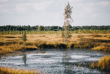 Summer landscape. swamp, marsh, bog, quagmire, morass, backwater. An area of low-lying, uncultivated ground where water collects; A bog or marsh.