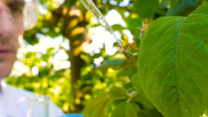 A young handsome (male) biologist or agronomist, takes analyzes of moisture leaves, dna, pipette, in a white coat, goggles, blue rubber gloves, walks across the apple tree.