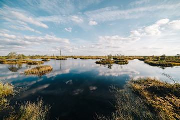 Summer landscape. swamp, marsh, bog, quagmire, morass, backwater. An area of low-lying, uncultivated ground where water collects; A bog or marsh.