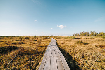 A beautiful swamp landscape by the lake in the morning light. Marsh scenery in Eastern Europe. A grassy swamp.