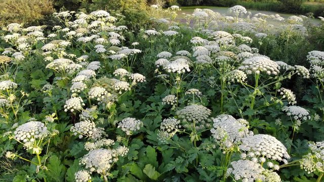 Heracleum blooming, top view. This is a dangerous poisonous perennial plant