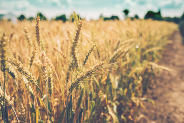 Ripening barley ears in field
