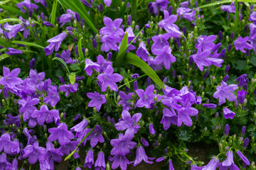 Blue or violet flowers bells in stone pot. Campanula blossom close up.