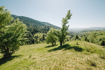 summer mountains green grass and blue sky landscape