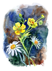 Daisies and buttercups against a dark background, watercolor illustration, hand drawing.