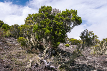 Arid Pine Tree on Stone near a Dry Volcano
