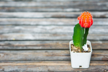 Beautiful decor little cactus red flower placed on old bamboo table.