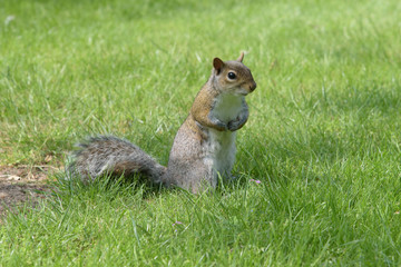 Grey Squirrel standing looking at angle